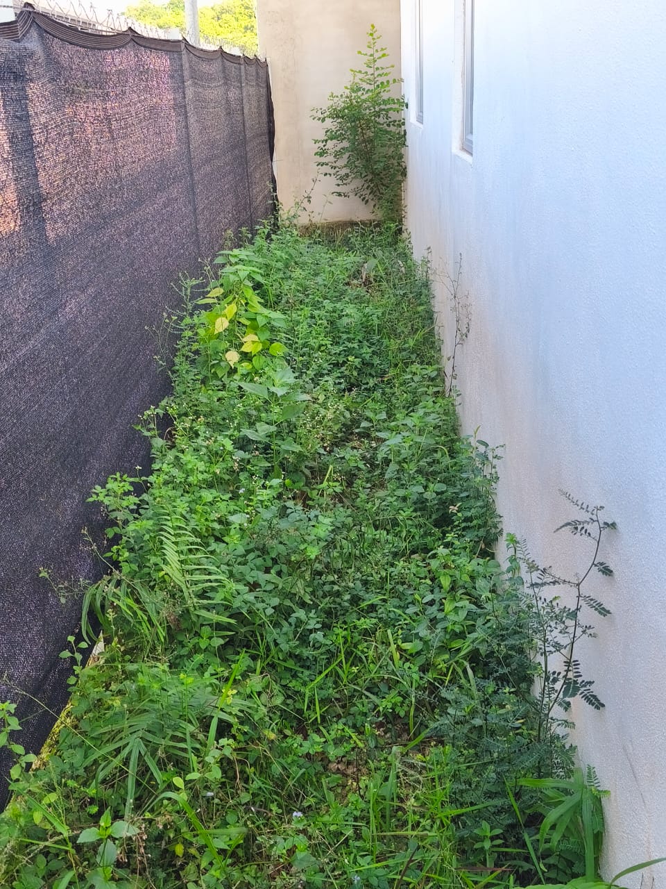 Sebelum Servis Mesin Rumput 2